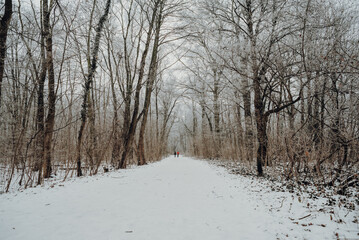 Winter in the park with a path and people