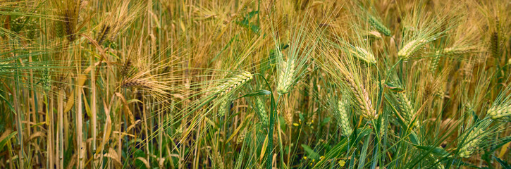 Ears of wheat in the foreground. Ripe wheat field of golden yellow color ready for harvest, moved by gusts of wind. Ripe wheat field on a cloudy day after rain.