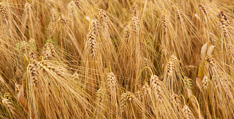 Ears of wheat in the foreground. Ripe wheat field of golden yellow color, moved by gusts of wind. Ripe wheat field lit by the July sun ready for harvest.