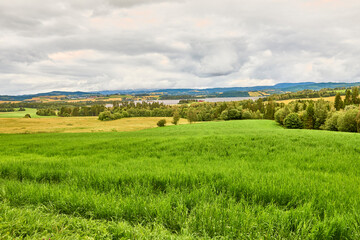 Fototapeta na wymiar Panoramic view of the green fields of young wheat, blown by gusts of wind, in Levanger in Norway. Wheat fields on a cloudy day after the rain.
