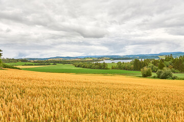 Ears of soft wheat in the foreground. Ripe wheat field of golden yellow color ready for harvest, moved by gusts of wind. Ripe soft wheat field on a cloudy day after rain. Levanger, Norvay,