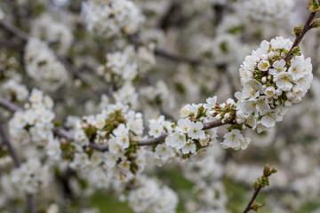 beautiful flowers on a branch of an apple tree against the background of a blurred garden