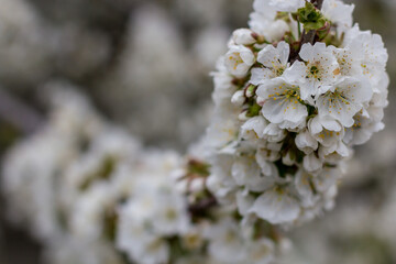 beautiful flowers on a branch of an apple tree against the background of a blurred garden