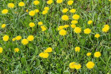 Yellow dandelions. Bright flowers dandelions on background of green spring meadows.
