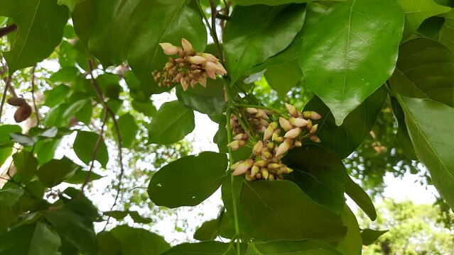Millettia pinnata flowers. It is a species of tree in the pea family Fabaceae. Its other names  Pongamia pinnata, Indian beech and Pongame oiltree. Oil is extracted from its seeds. It is used in many 