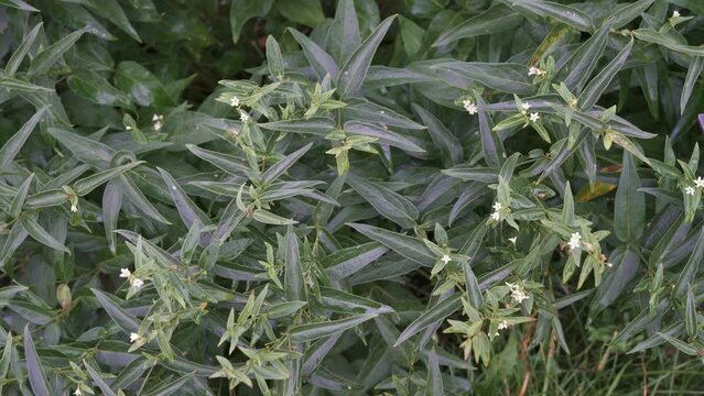 Vincetoxicum hirundinaria. Wwhite Swallowwort herbal medicine with infor