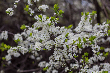 beautiful tree blossom sakura in spring, closeup