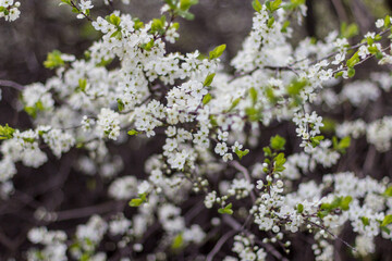 beautiful tree blossom sakura in spring, closeup