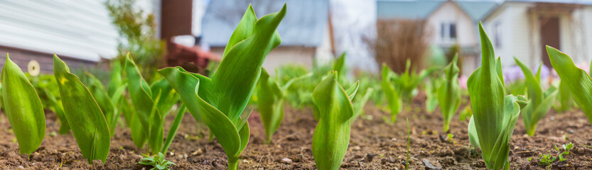 Sprouts of young barley or wheat that have just sprouted in the soil. Close up panorama of sprouted grain leaves on agriculture field.