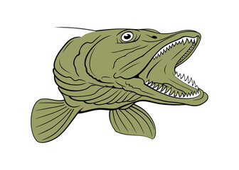 Pike Head. Fish Head. Vector clipart isolited on white.