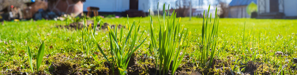 Sprouts of young barley or wheat that have just sprouted in the soil. Close up panorama of sprouted grain leaves on agriculture field.