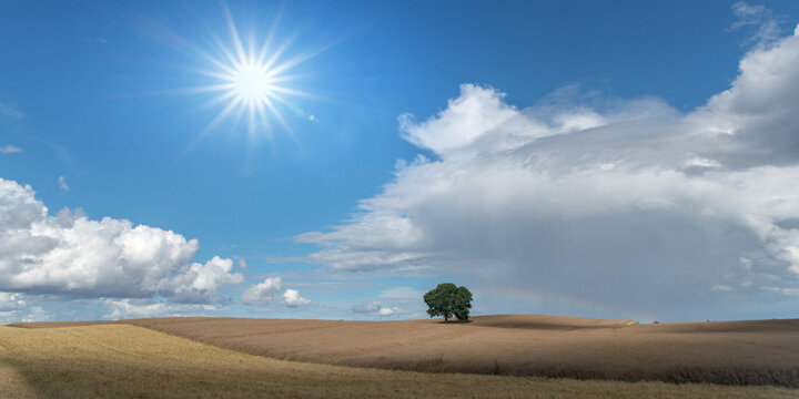 Baum in H&uuml;gellandschaft im Gegenlicht