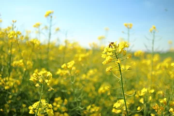 Fototapete Rund Insect bees gather nectar on yellow rapeseed flowers honey bee busy in oilseed field works hard to collect the pollen © Luca