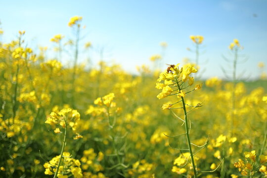 Insect bees gather nectar on yellow rapeseed flowers honey bee busy in oilseed field works hard to collect the pollen