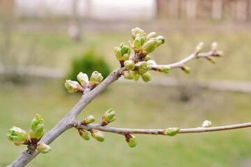 Budding leaves on branch of young tree in natural green background. Natural spring season background. Selective focus.