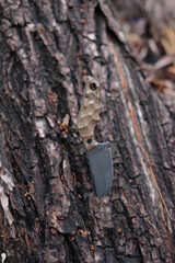 Exclusive handmade knife on background of tree.