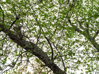 Fototapeta premium sycamore tree branches and leaves on isolated white background