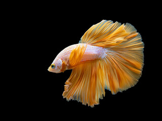 Yellow Dragon Halfmoon Siamese Fighting Fish