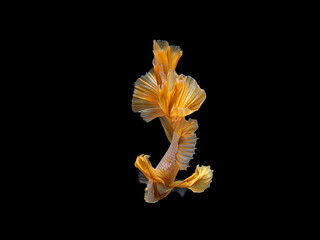 Fototapeta na wymiar Yellow Dragon Halfmoon Siamese Fighting Fish