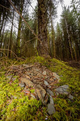 stream in the forest