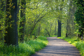 Fototapeta premium Wald und Waldweg im Frühling - Rabeninsel in Halle Saale