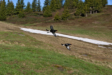 Tétras lyre (Lyrurus tetrix) mâles à l'envol. Alpes. France