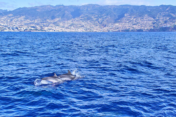 A group of dolphins jumping from the waves of the Atlantic Ocean, in the island of Madeira