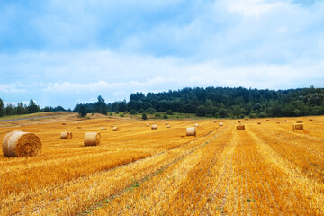 Fototapeta premium Beautiful landscape with hay straw bales after harvest in summer. Haystacks on field