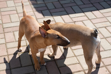 Two dogs playing in the backyard outdoors. Gred miniature bull terrier and french bulldog sniffung each other.