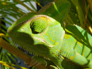 Chamäleon im Bambus sitzend.