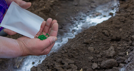 Young peasant woman planting seeds of carrots, radishes and beets in a warm black earth. Warm spring sunny day is good time for planting.