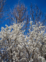 Tree in bloom at the end of winter