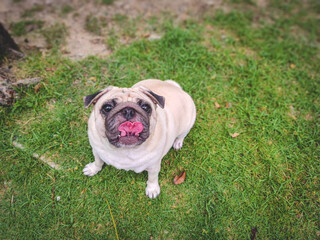 A cute pug at a local park. Cute White Pug with begging face show red tongue.