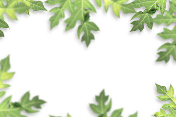 Green leaves on white background