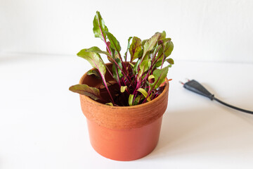 Beet sprouts in a brown clay pot