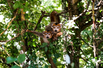 Lémurs à ventre roux de la vallée des singes
