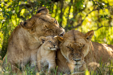 lioness and cub in the grass