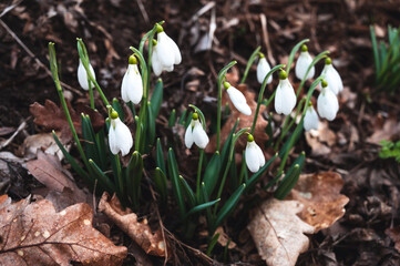 Snowdrops in the forest in spring