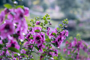 Obraz na płótnie Canvas Flowers at Mae Fah Luang Garden Chiang Rai Province, Thailand