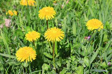Background with dandelions in sunny day
