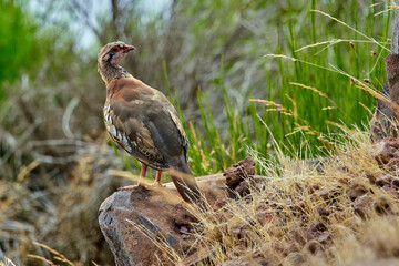 Partridge in the mountains on the island of Madeira