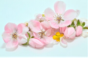 Fototapeta na wymiar pink cherry blossom,Pembe çiçekler,tomurcuk çiçek,bahar çiçekleri