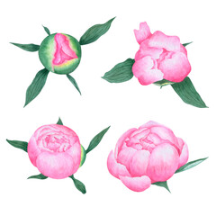 Watercolor floral elements for design. Watercolor hand drawn set of peony bud and flower