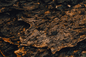 Dark and moody organic texture of  raw pine bark