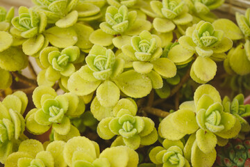 Background pattern pf a  succulent plant named plectranthus hadiensis