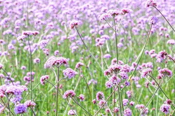 Stunning natural colours and beauty of Purpletop Vervain flowers (Verbena Bonariensis)