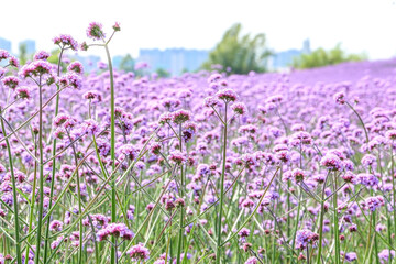 Close up of pretty purple violet pink Purpletop Vervain flowers (also known as Verbena Bonariensis) in a field of blooming Purpletop Vervains during spring summer, beautiful natural landscape