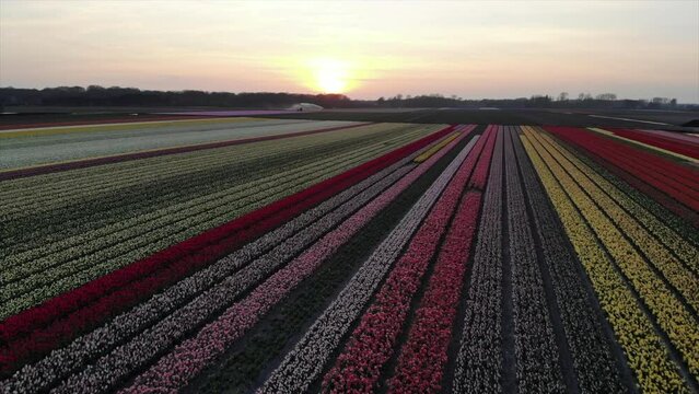 Colorful flower fields in the Bollenstreek, The Netherlands filmed with a drone in sunset, golden hour