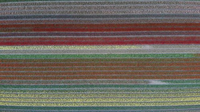 Colorful flower fields in the Bollenstreek, The Netherlands filmed with a drone, descending
