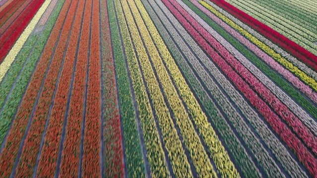 Colorful flower fields in the Bollenstreek, The Netherlands filmed with a drone, diagonal shot
